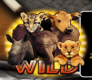 Wild Symbol