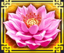 Růžový lotus